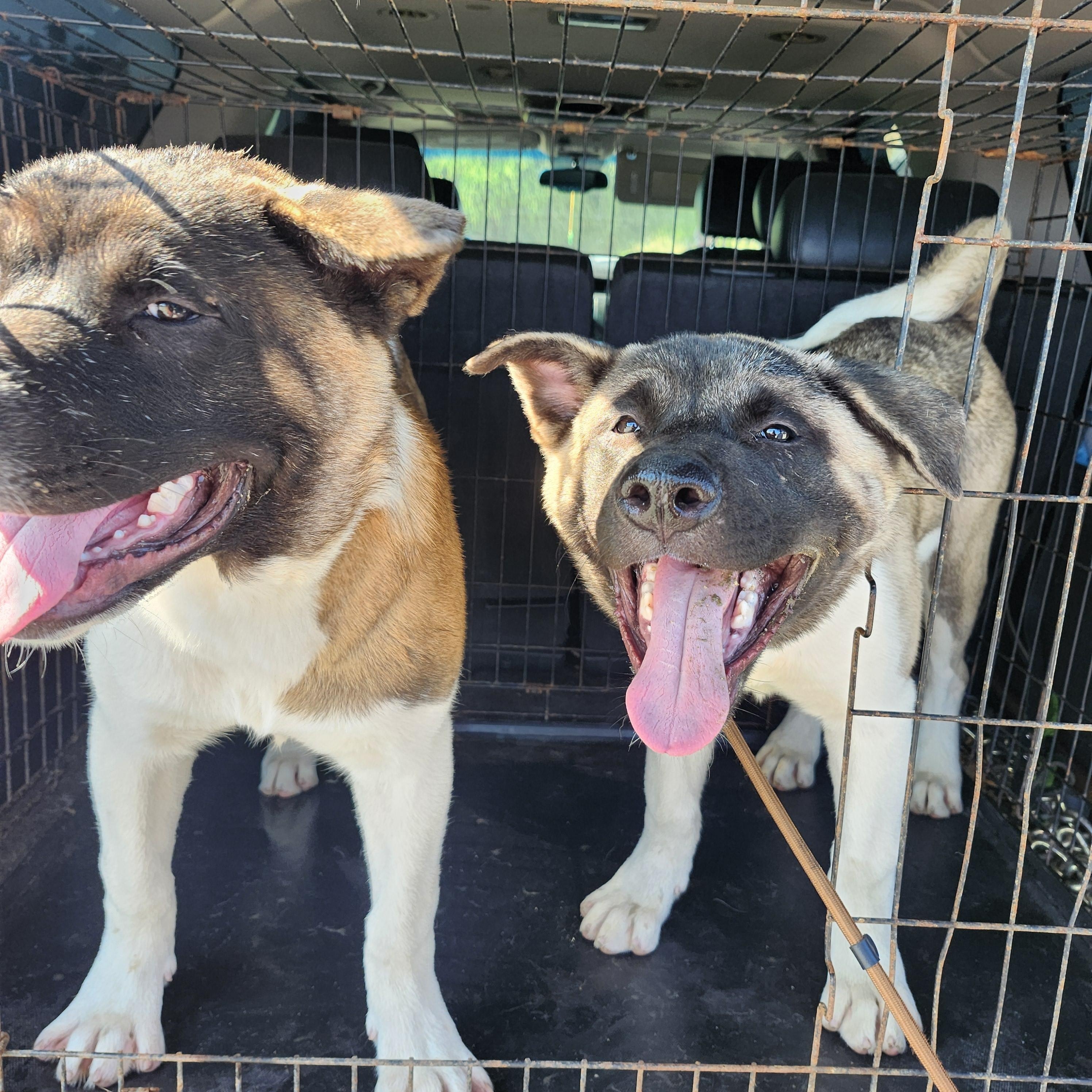 Doja, a Adoptable Akita in Torrance, CA image 2/4