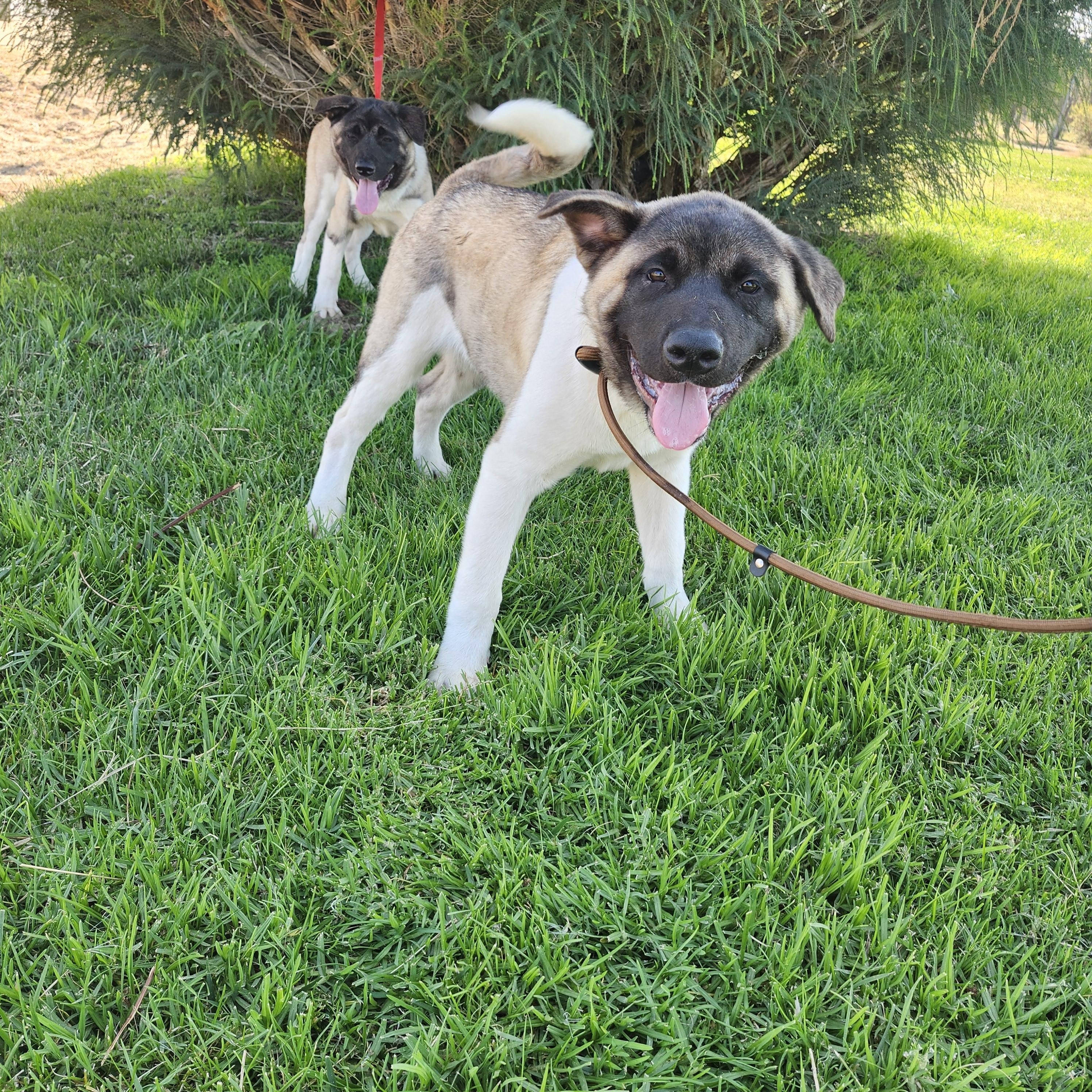Doja, a Adoptable Akita in Torrance, CA image 4/4