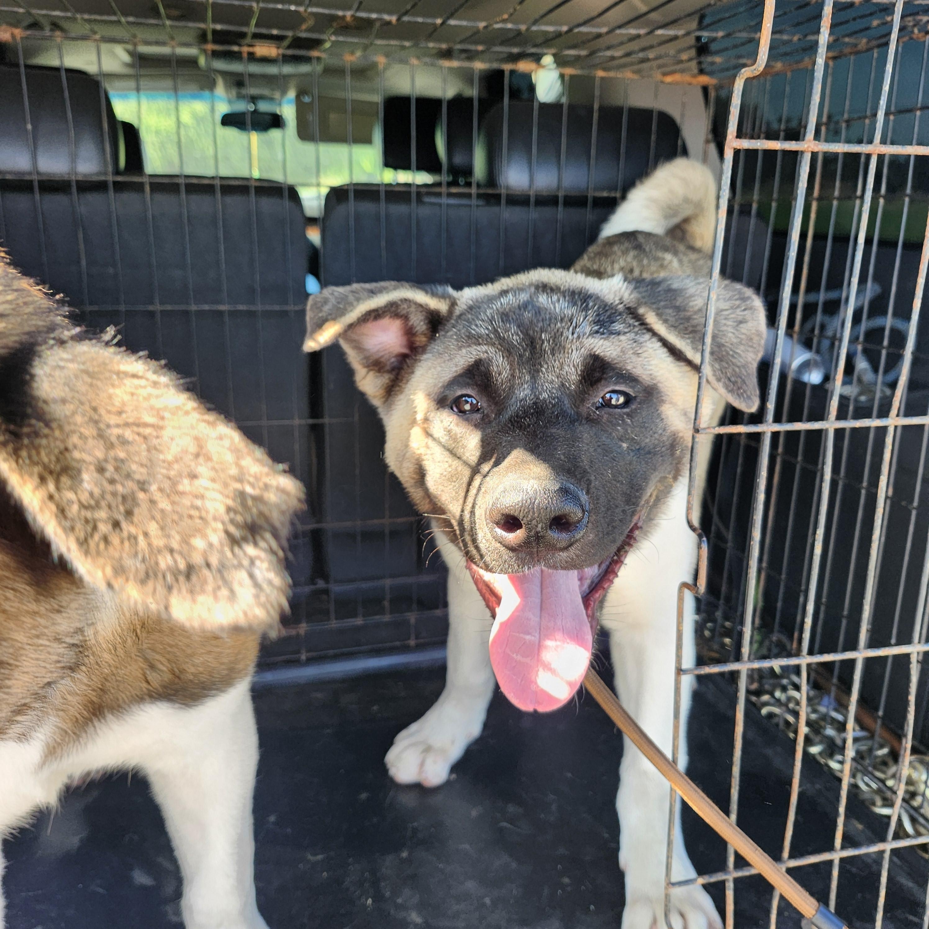 Doja, a Adoptable Akita in Torrance, CA image 3/4