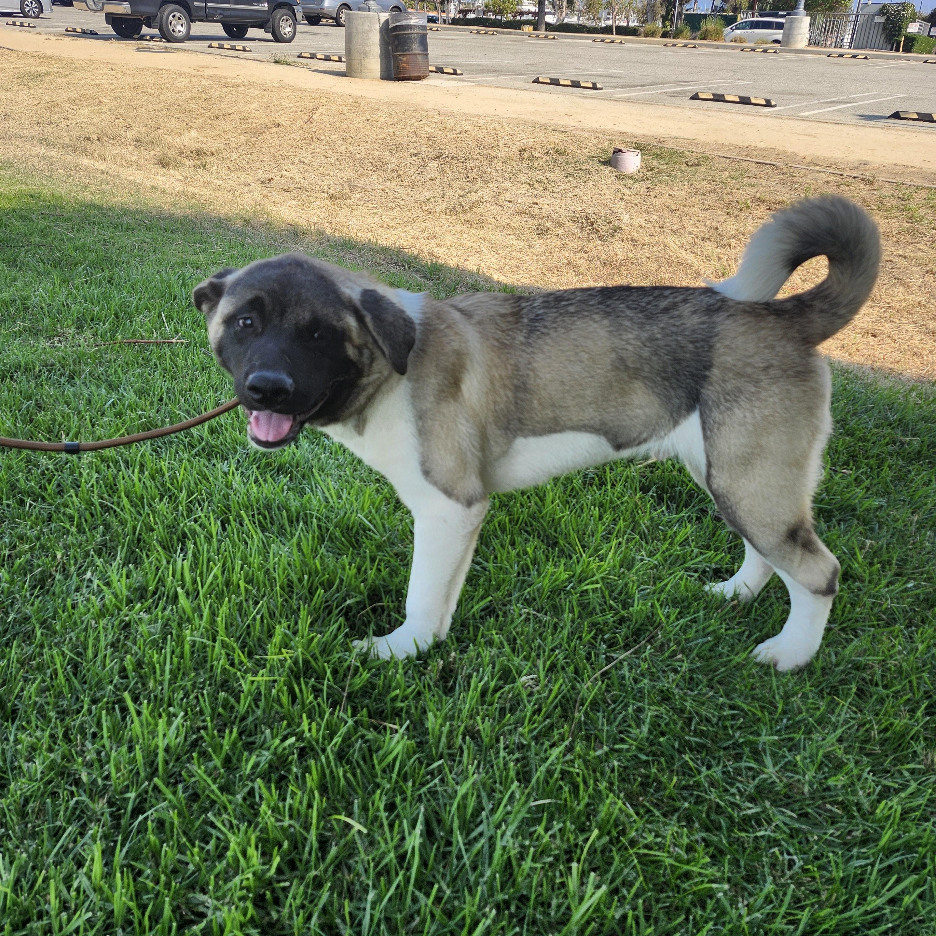 Doja, Adoptable, Puppy Female Akita.