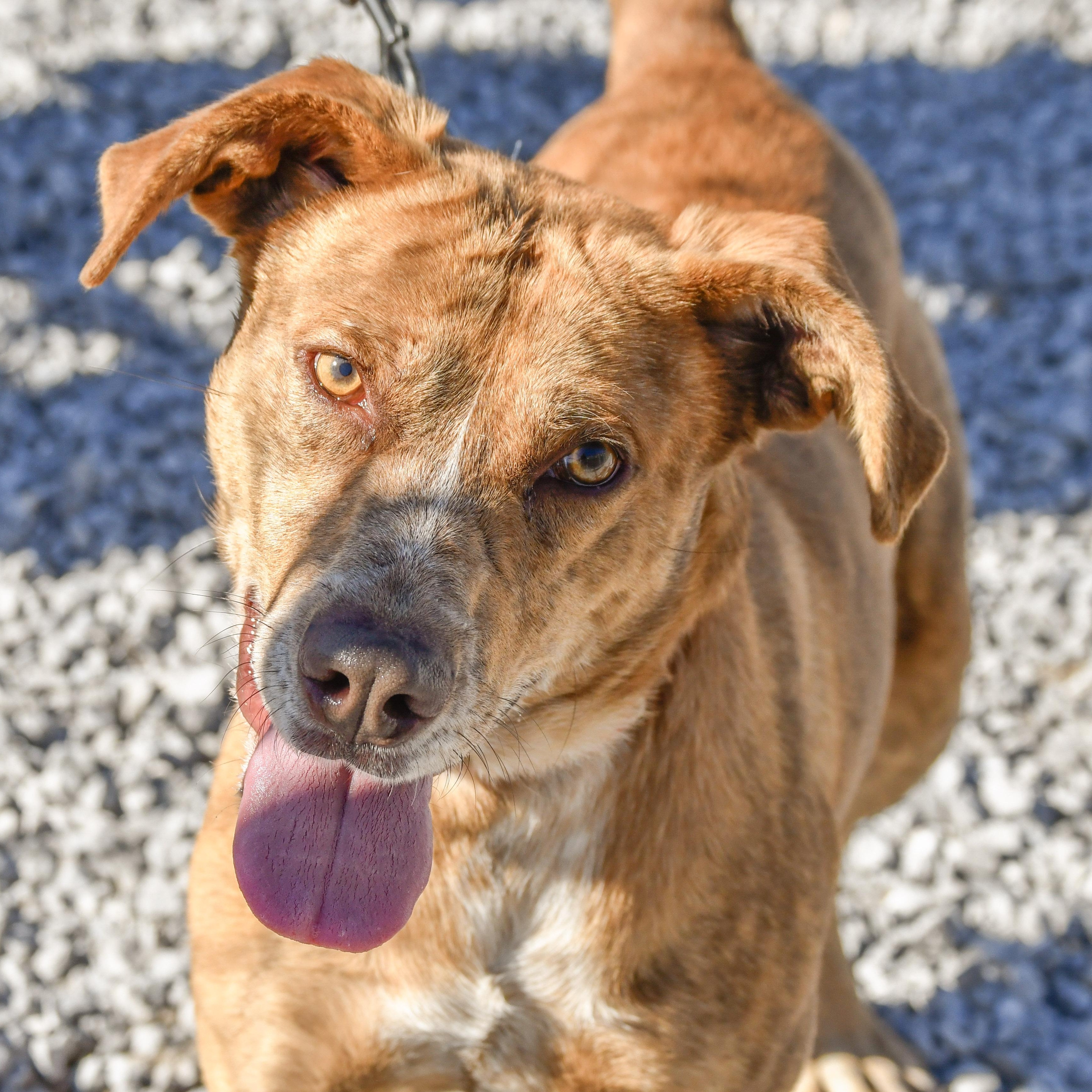 Enlarge Phil, a ADOPTABLE Mixed Breed in Defuniak Springs, FL image 5/5
