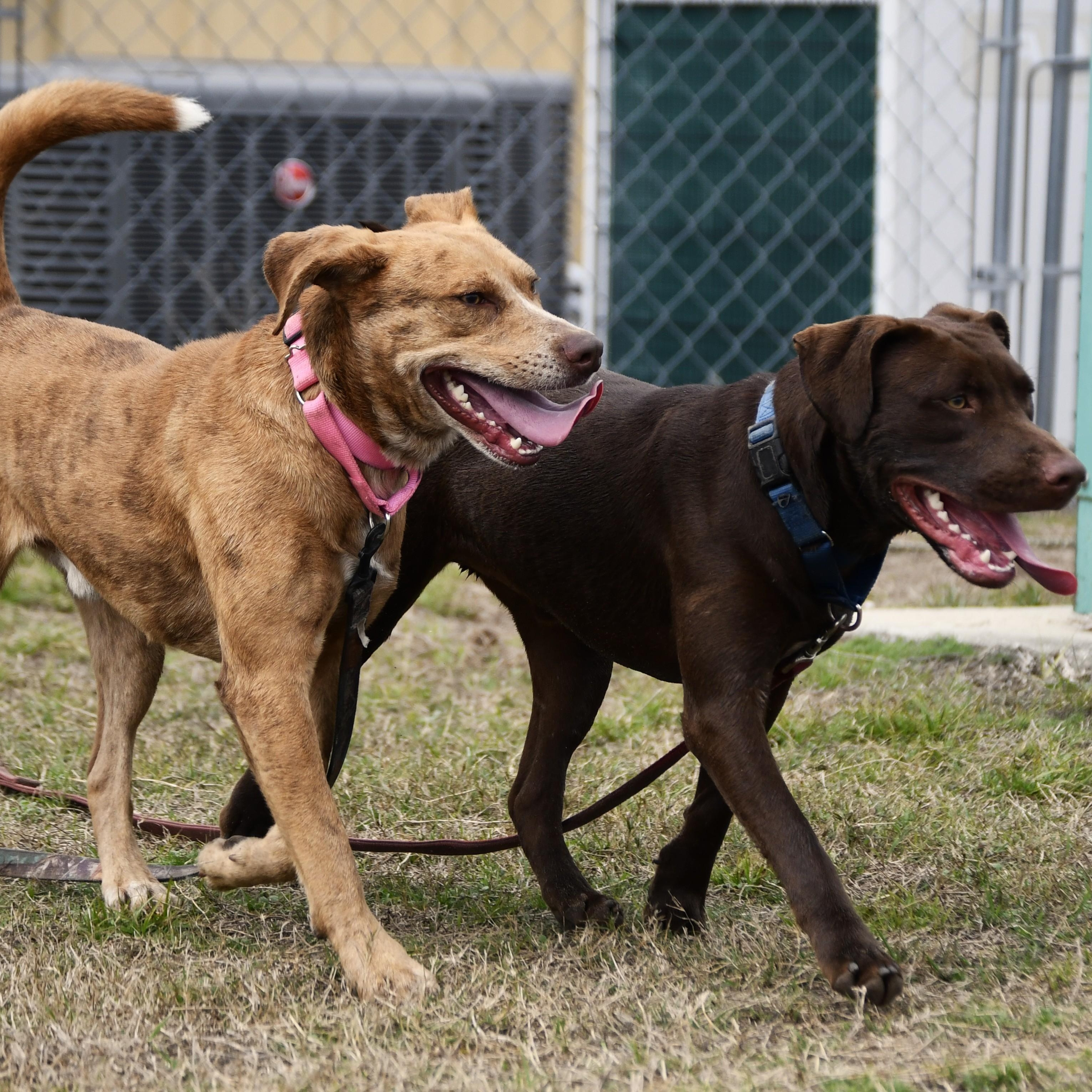 Enlarge Phil, a ADOPTABLE Mixed Breed in Defuniak Springs, FL image 4/5