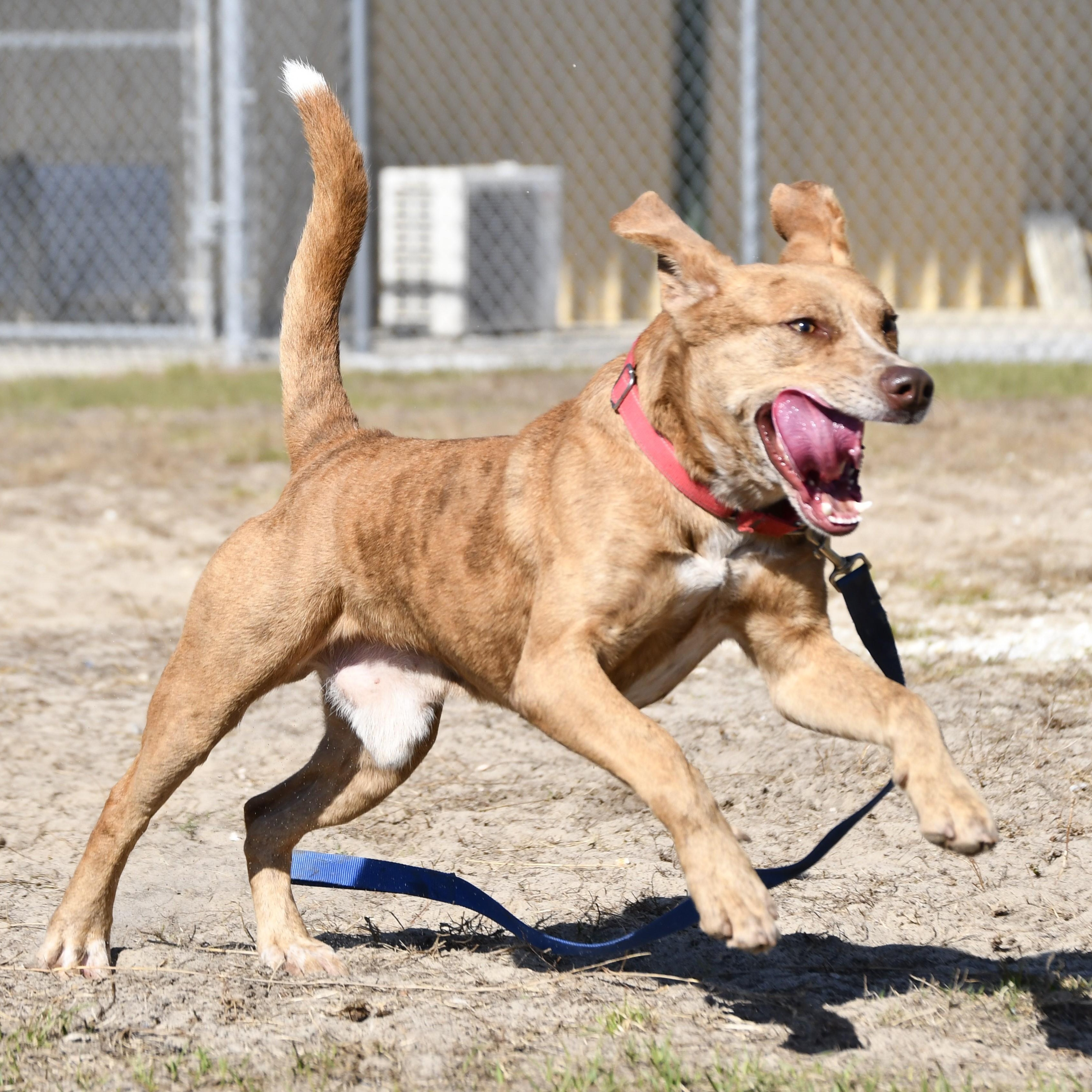 Enlarge Phil, a ADOPTABLE Mixed Breed in Defuniak Springs, FL image 2/5