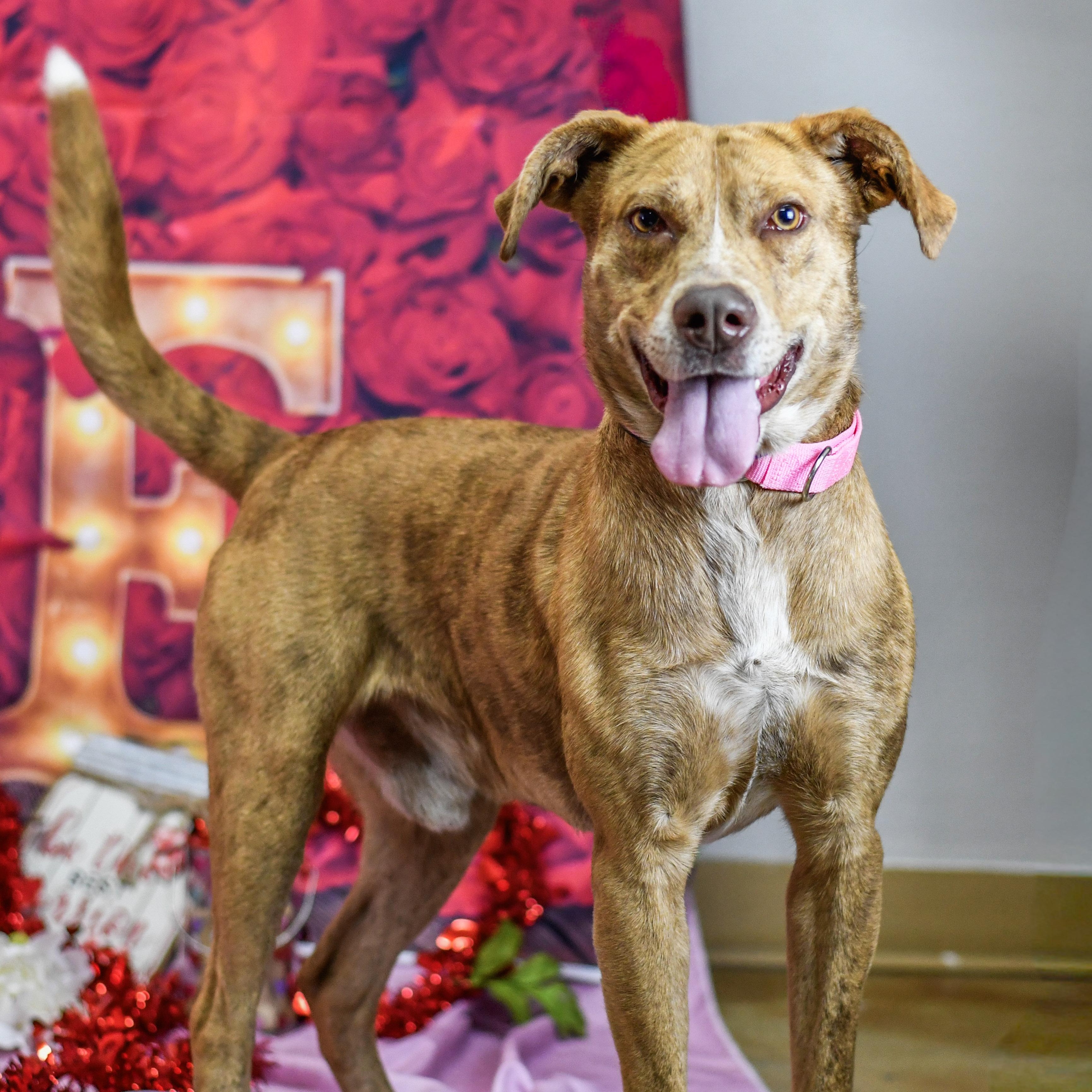 Phil, ADOPTABLE, Adult Male Mixed Breed.