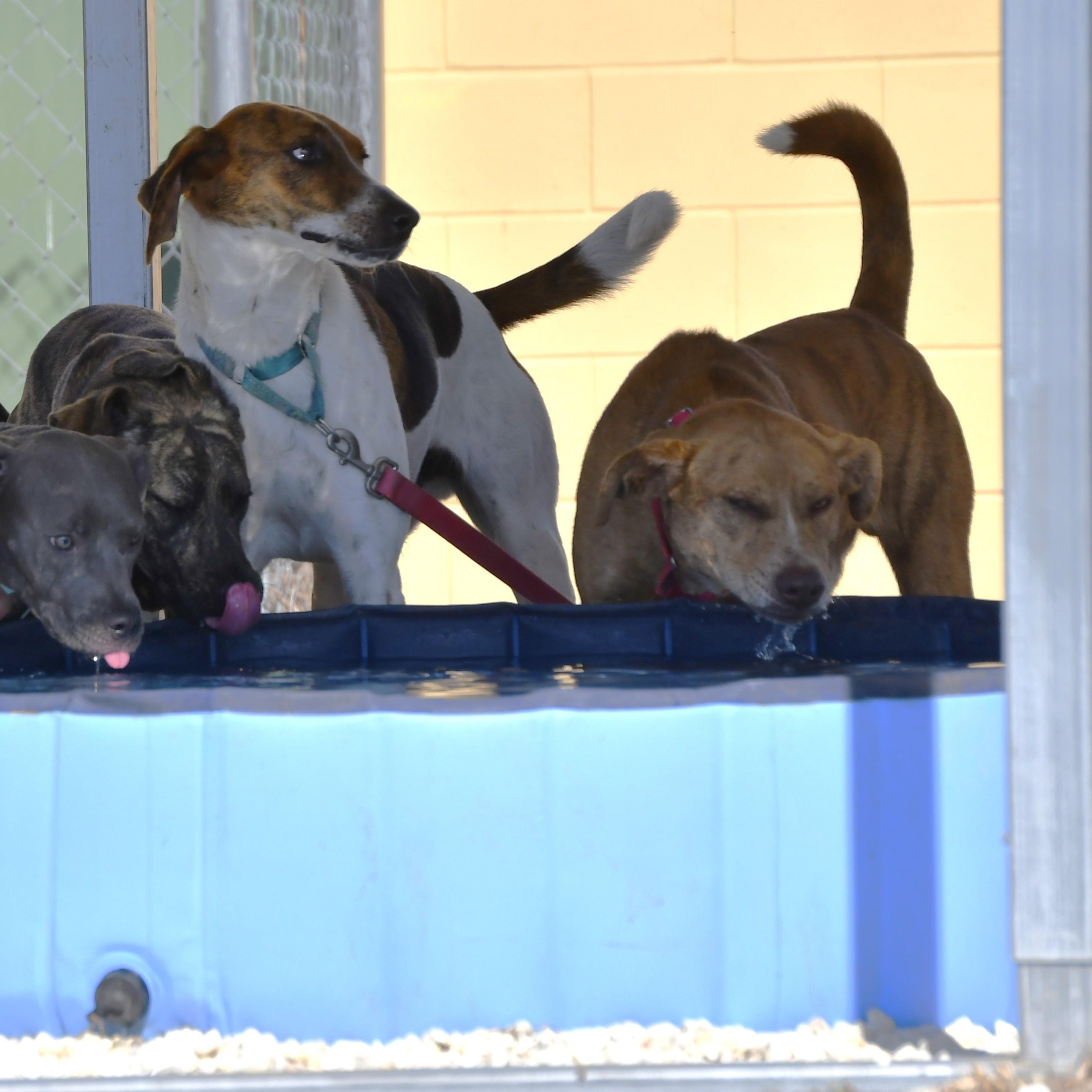 Enlarge Phil, a ADOPTABLE Mixed Breed in Defuniak Springs, FL image 3/5