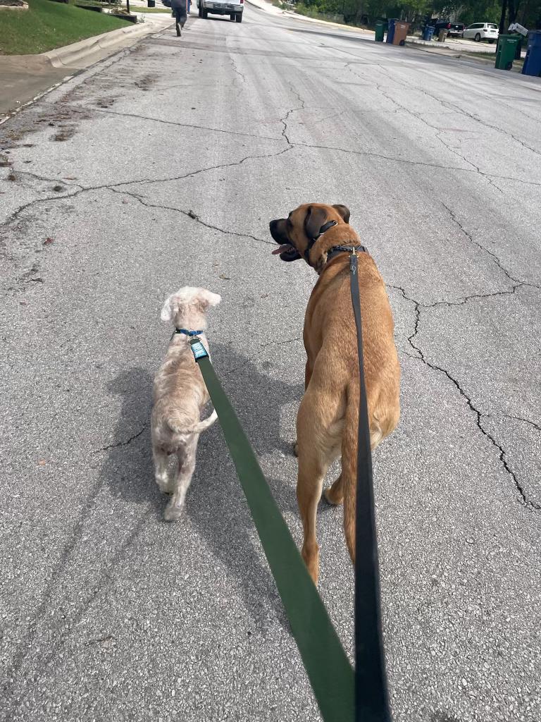 Enlarge Lettie, a ADOPTABLE mixed breed in Austin, TX image 5/5