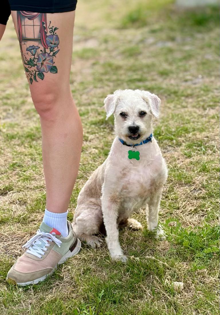 Enlarge Lettie, a ADOPTABLE mixed breed in Austin, TX image 2/5