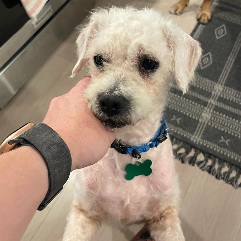 Lettie, ADOPTABLE, Adult Female Miniature Poodle.