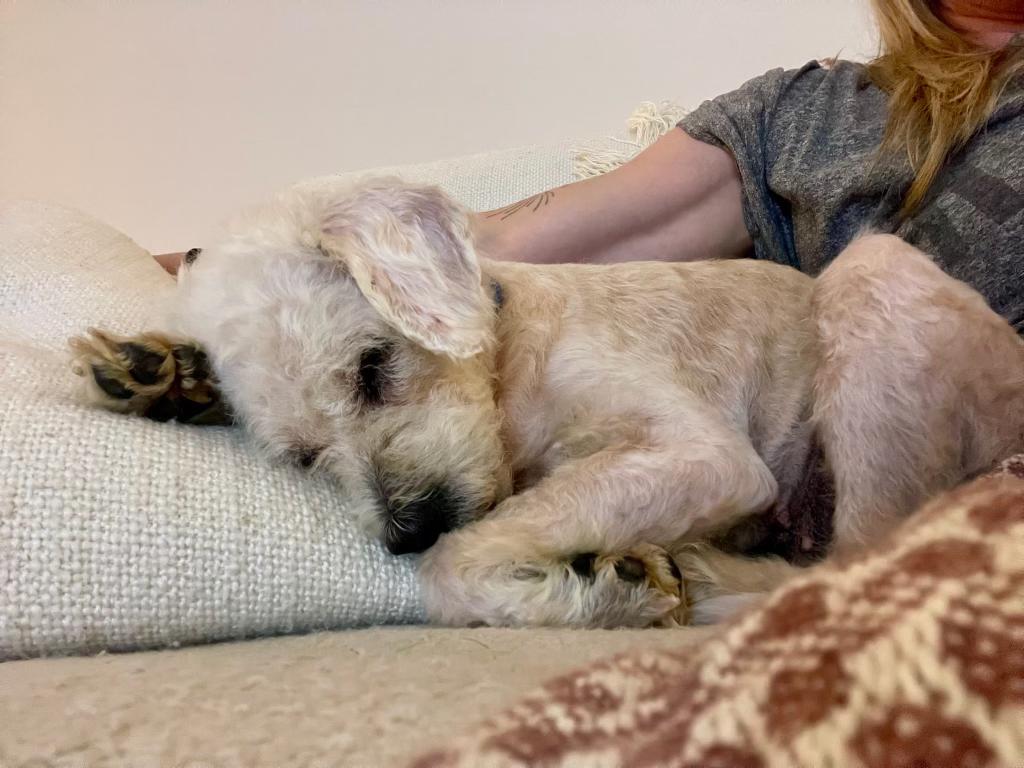 Enlarge Lettie, a ADOPTABLE mixed breed in Austin, TX image 4/5