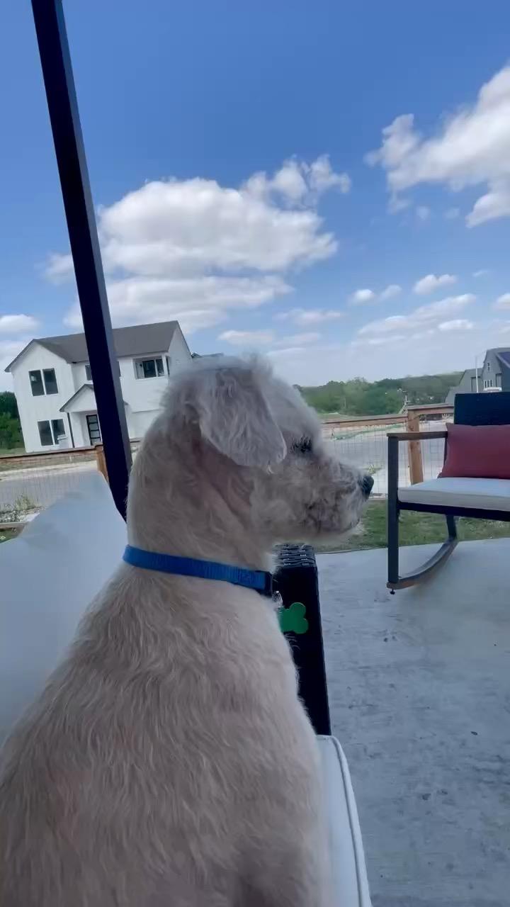 Enlarge Lettie, a ADOPTABLE mixed breed in Austin, TX image 3/5