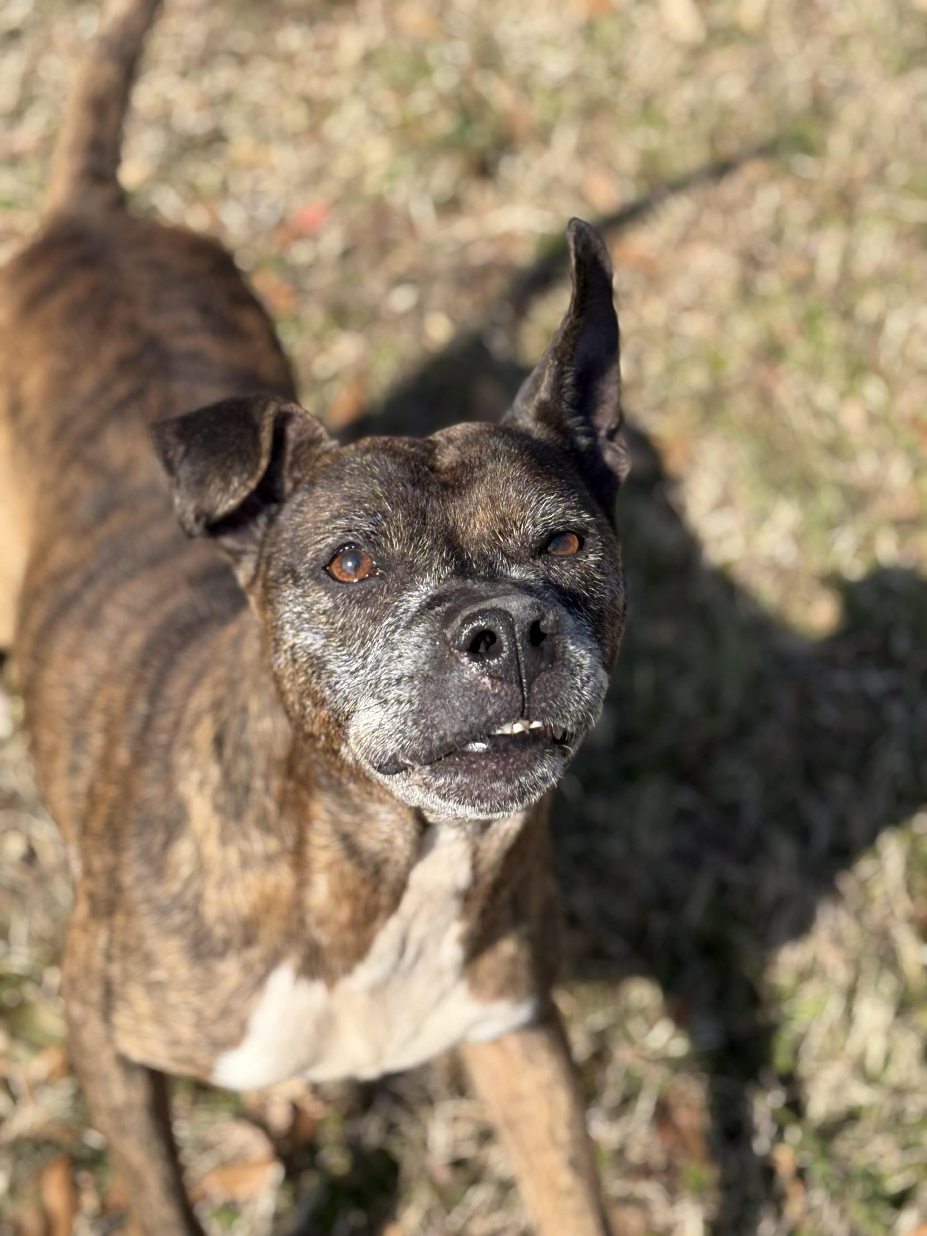 Enlarge AVERY, a ADOPTABLE mixed breed in Newborn, GA image 6/6