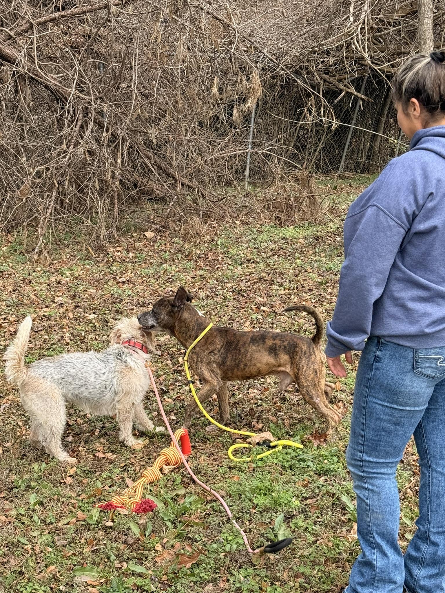 Enlarge AVERY, a ADOPTABLE mixed breed in Newborn, GA image 3/6