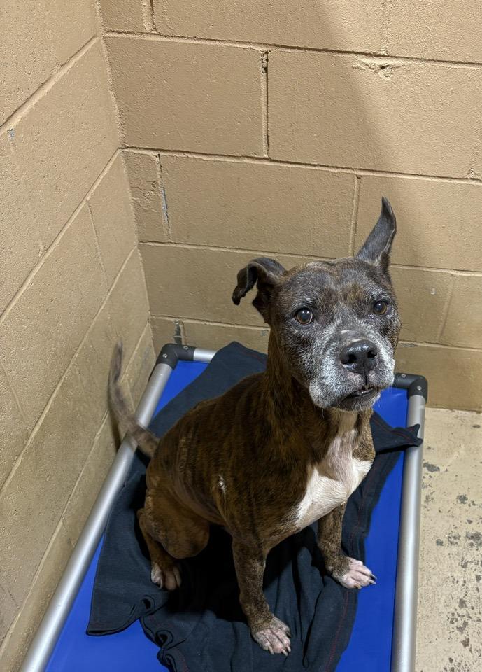 AVERY, ADOPTABLE, Adult Male Mixed Breed.