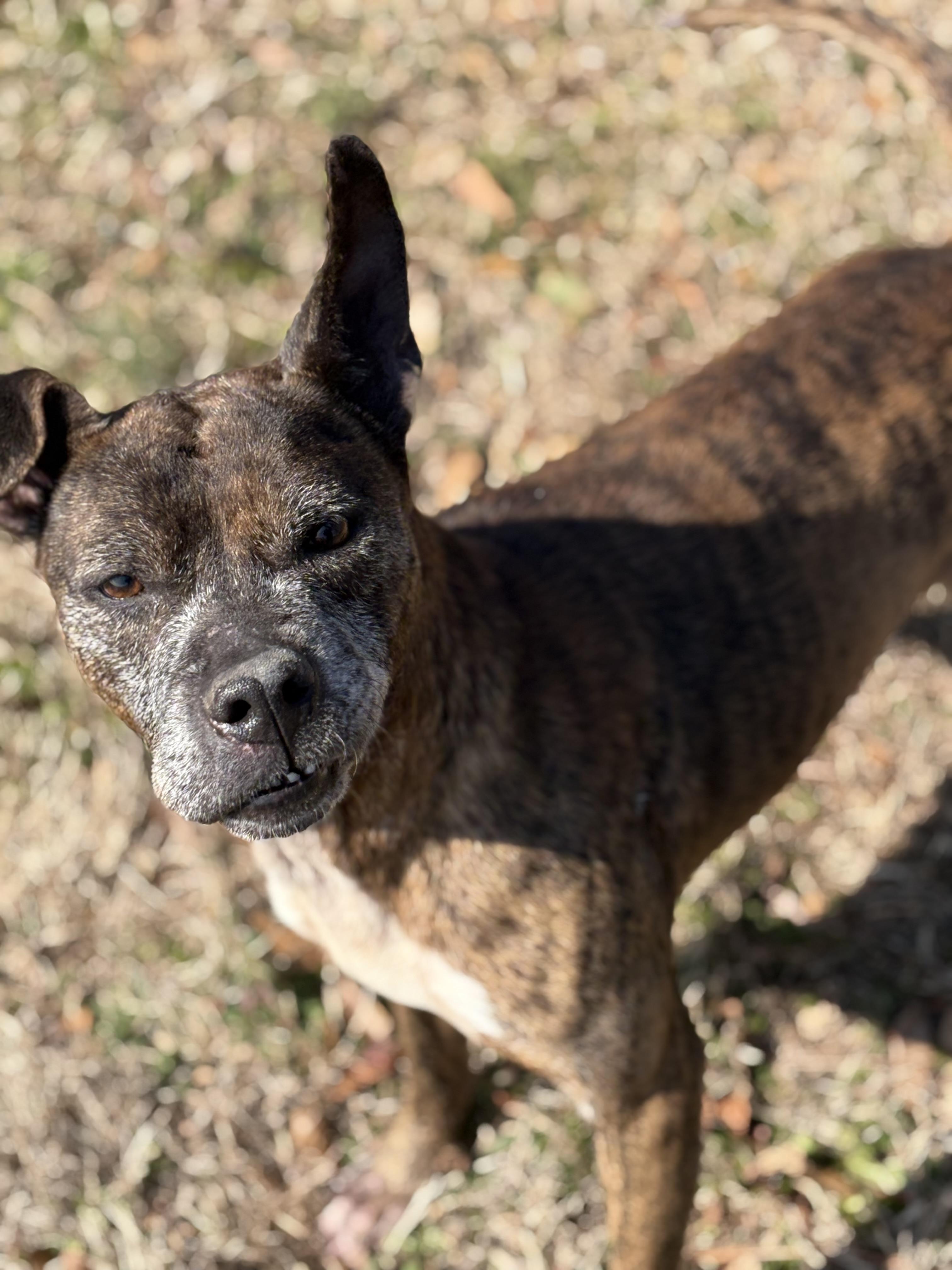 Enlarge AVERY, a ADOPTABLE mixed breed in Newborn, GA image 1/6