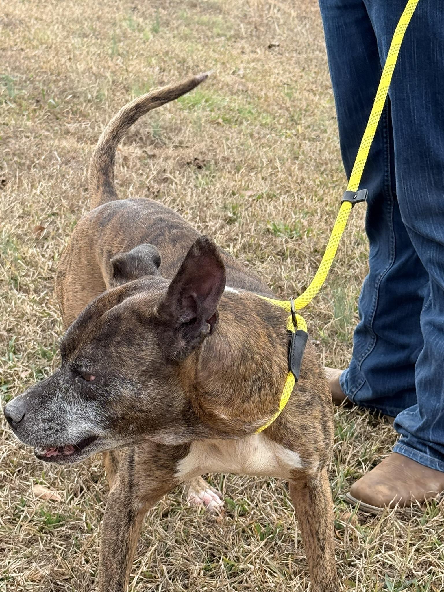 Enlarge AVERY, a ADOPTABLE mixed breed in Newborn, GA image 5/6