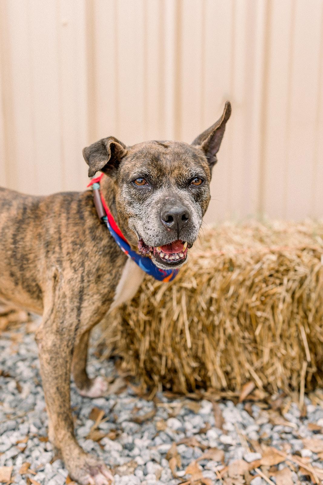 AVERY, ADOPTABLE, Adult Male Mixed Breed.