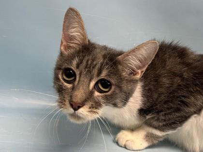 Demeter, Adoptable, Adult Female Domestic Short Hair & Domestic Short Hair.