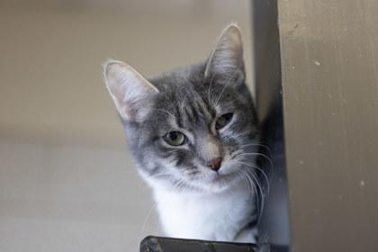 Enlarge Demeter, a Adoptable mixed breed in Golden Valley, MN image 2/3