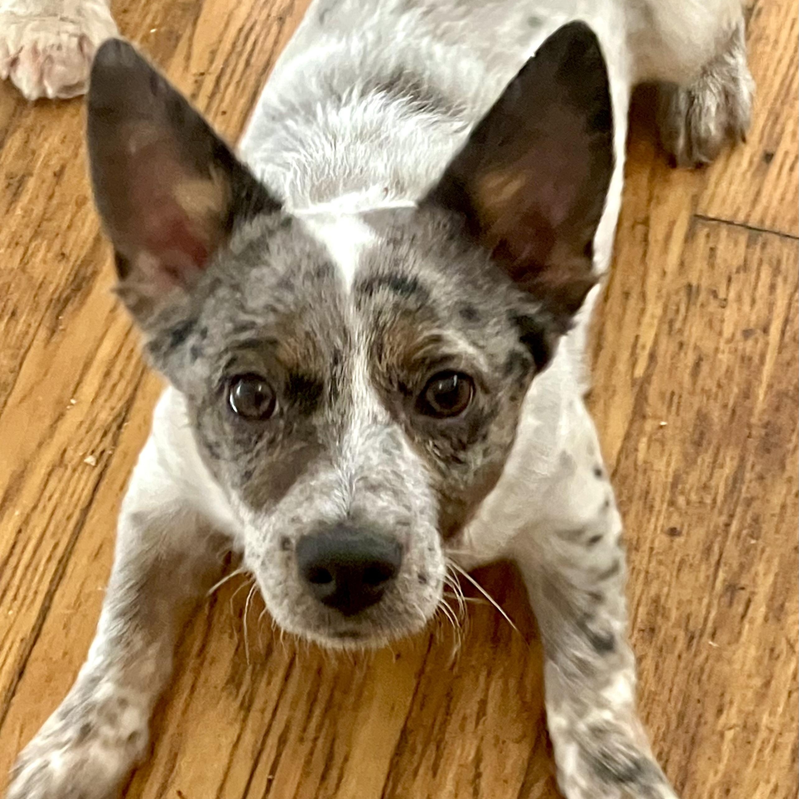 Laddy , ADOPTABLE, Puppy Male Australian Cattle Dog / Blue Heeler.