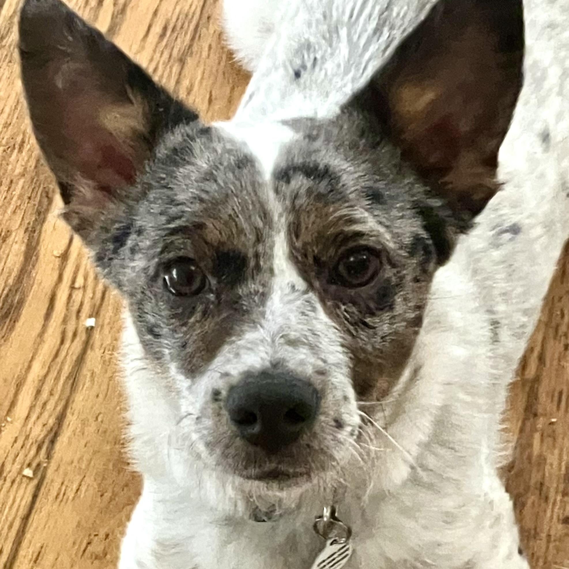 Enlarge Laddy , a ADOPTABLE Australian Cattle Dog / Blue Heeler in Santa Monica, CA image 3/5