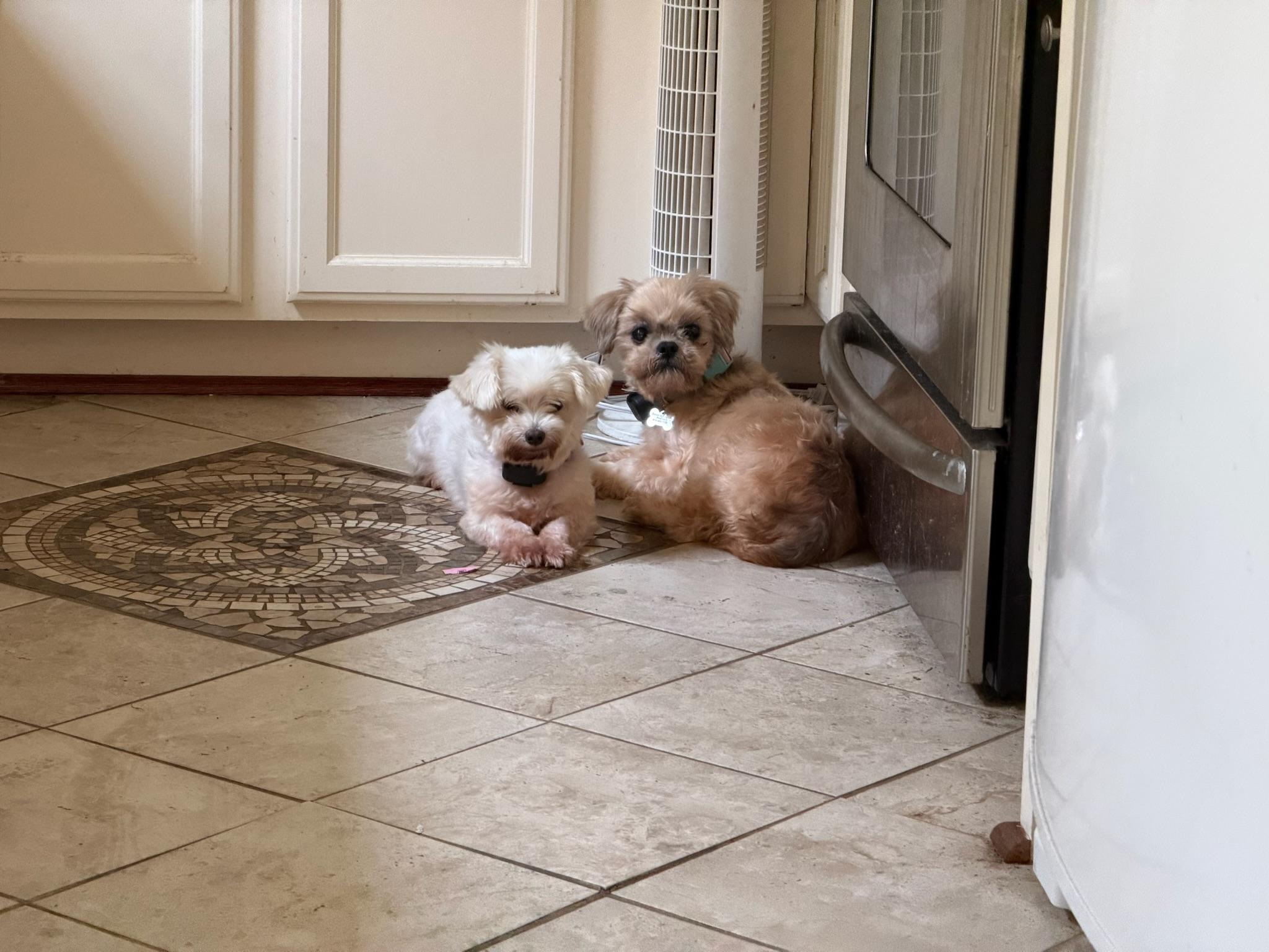 Lea and Bella- BONDED PAIR, a ADOPTABLE mixed breed in Nashville, TN image 3/6