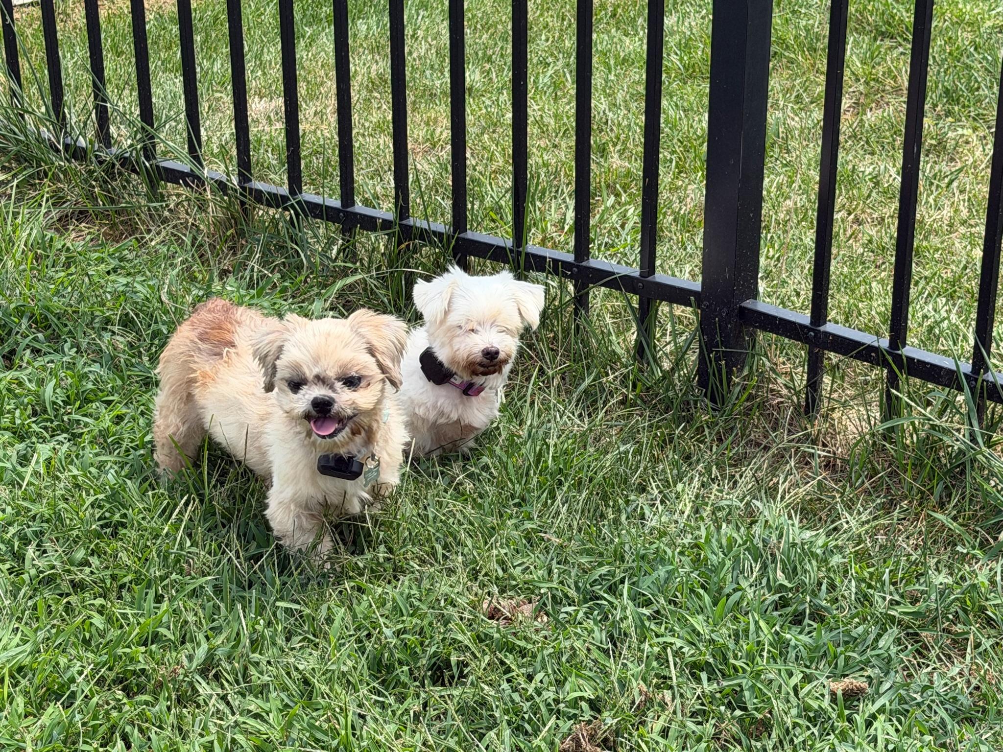 Lea and Bella- BONDED PAIR, ADOPTABLE, Adult Female Maltese & Shih Tzu.