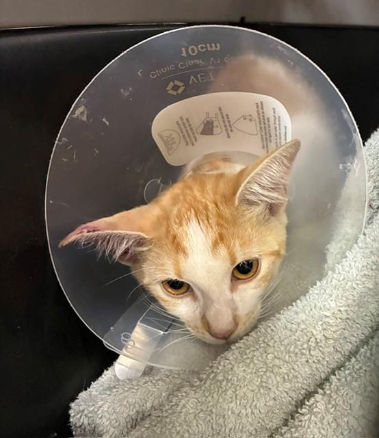 A275261, Adoptable, Young Female Domestic Short Hair.