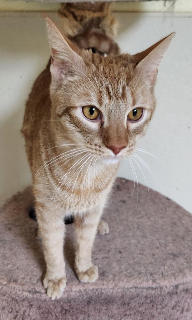 Garfield, Adoptable, Young Male Domestic Short Hair.