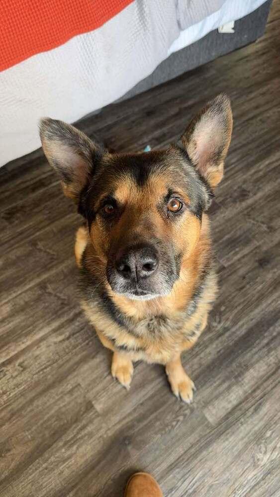 Archie, Adoptable, Adult Male German Shepherd Dog.