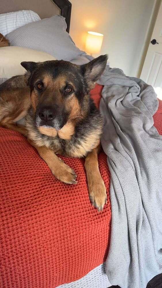 Enlarge Archie, a Adoptable mixed breed in Longview, TX image 2/5