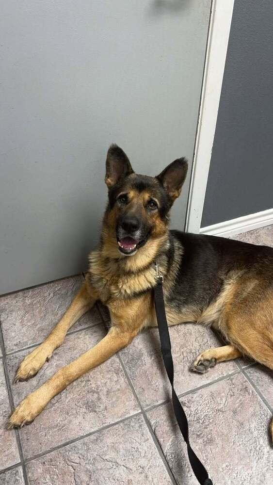 Enlarge Archie, a Adoptable mixed breed in Longview, TX image 5/5