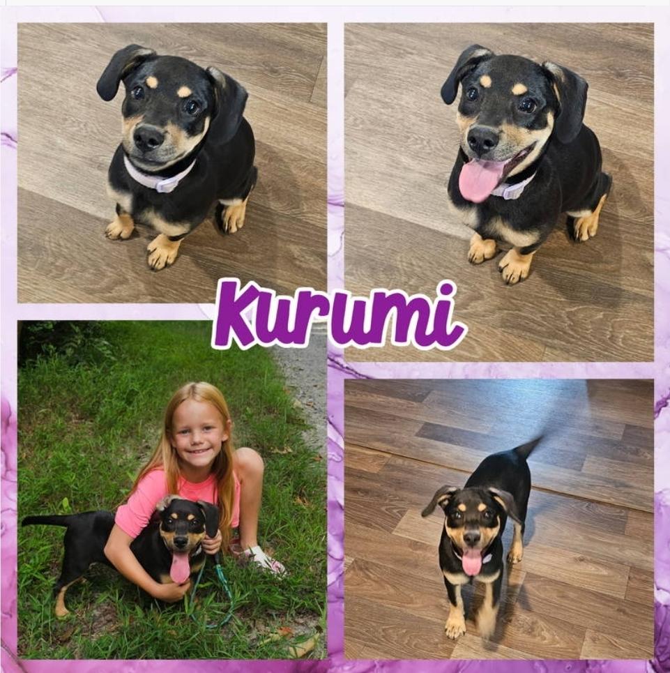 Daisy, an adopted mixed breed in Blacksburg, SC image 2/2