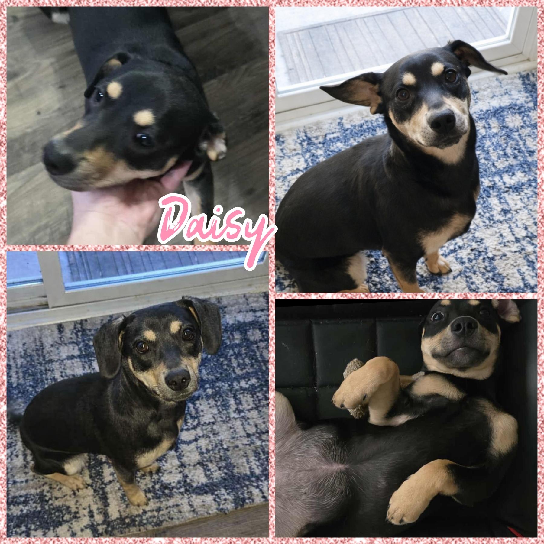 Daisy, adopted, Young Female Beagle & Labrador Retriever.