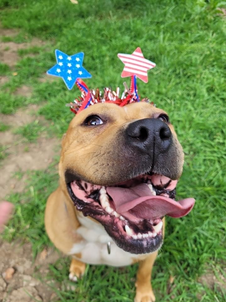 Duke *Sponsored*, a Adoptable mixed breed in Salamanca, NY image 2/3