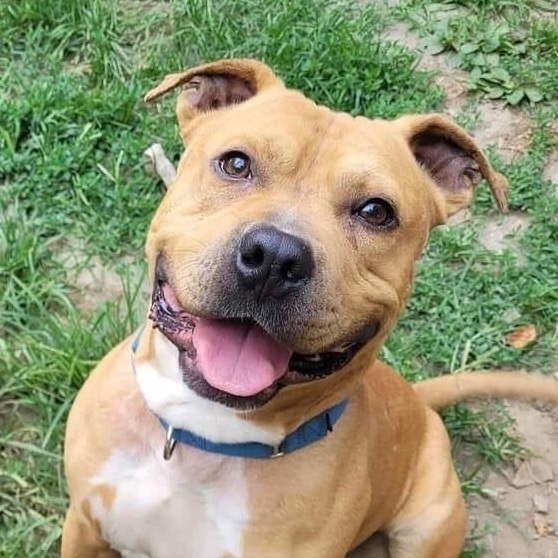 Duke *Sponsored*, a Adoptable mixed breed in Salamanca, NY image 1/3