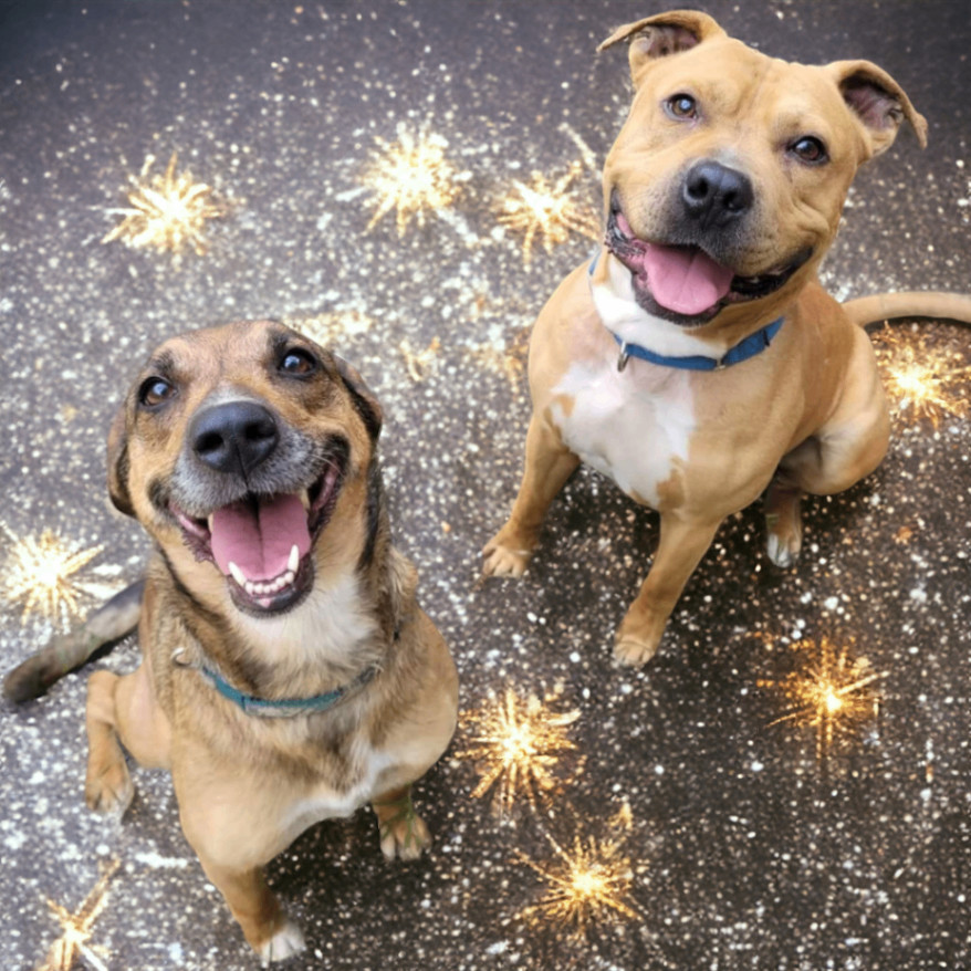 Duke *Sponsored*, a Adoptable mixed breed in Salamanca, NY image 3/3