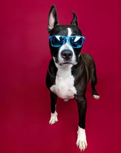 Marty Mcfly, a Adoptable mixed breed in Traverse City, MI image 1/5