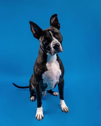 Marty Mcfly, a Adoptable mixed breed in Traverse City, MI image 2/5