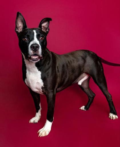 Marty Mcfly, a Adoptable mixed breed in Traverse City, MI image 4/5