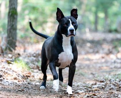 Marty Mcfly, a Adoptable mixed breed in Traverse City, MI image 5/5