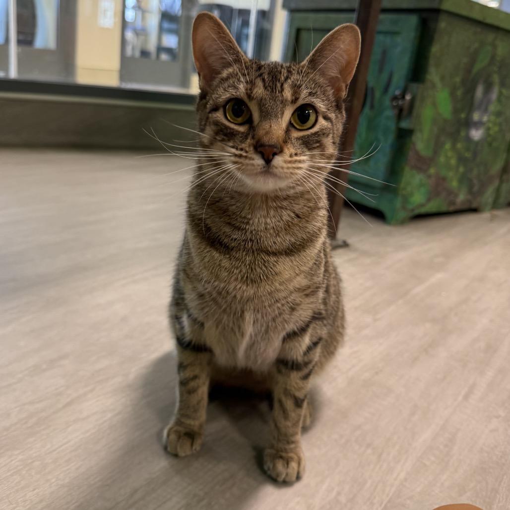 Morgana, Adoptable, Young Female Domestic Short Hair.
