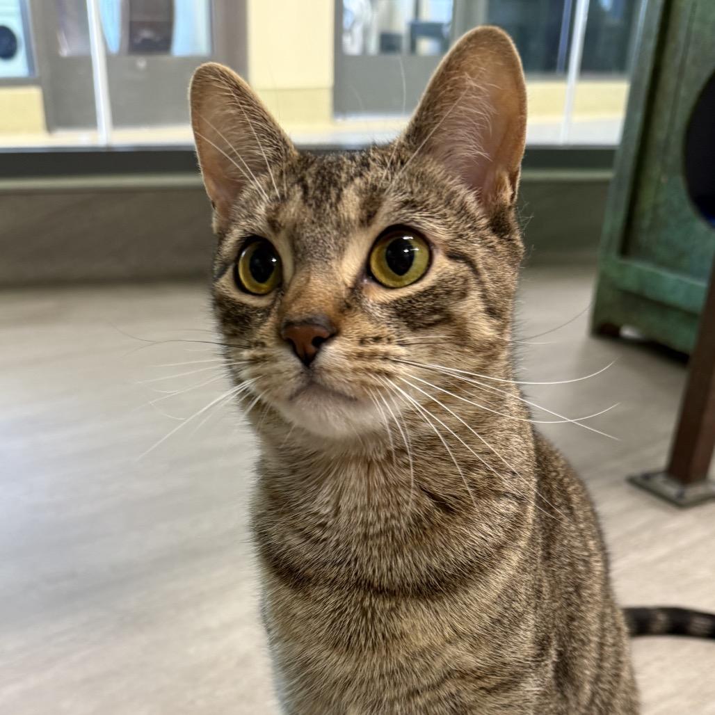 Morgana, a Adoptable Domestic Short Hair in Briarcliff Manor, NY image 2/3