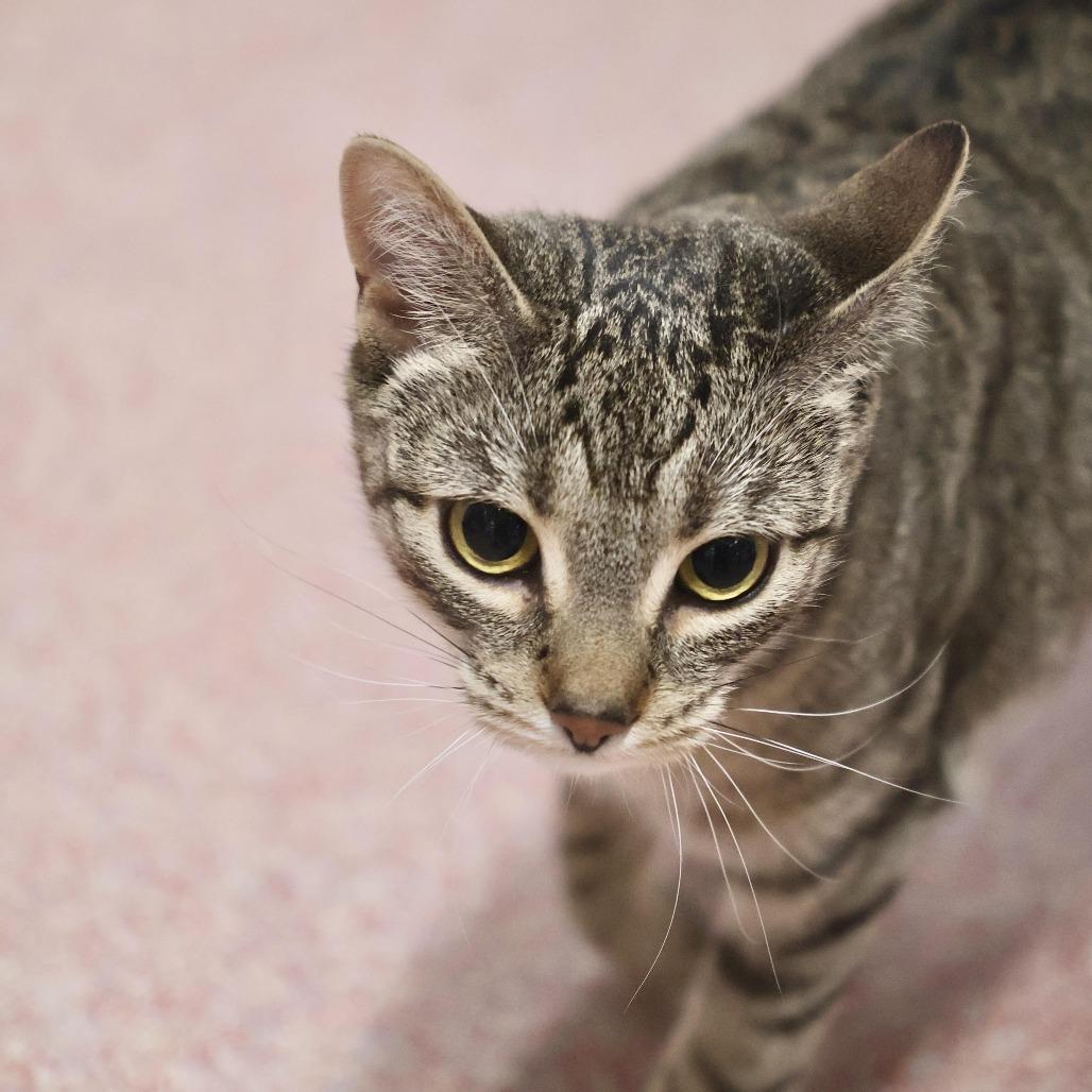 Morgana, a Adoptable Domestic Short Hair in Briarcliff Manor, NY image 3/3