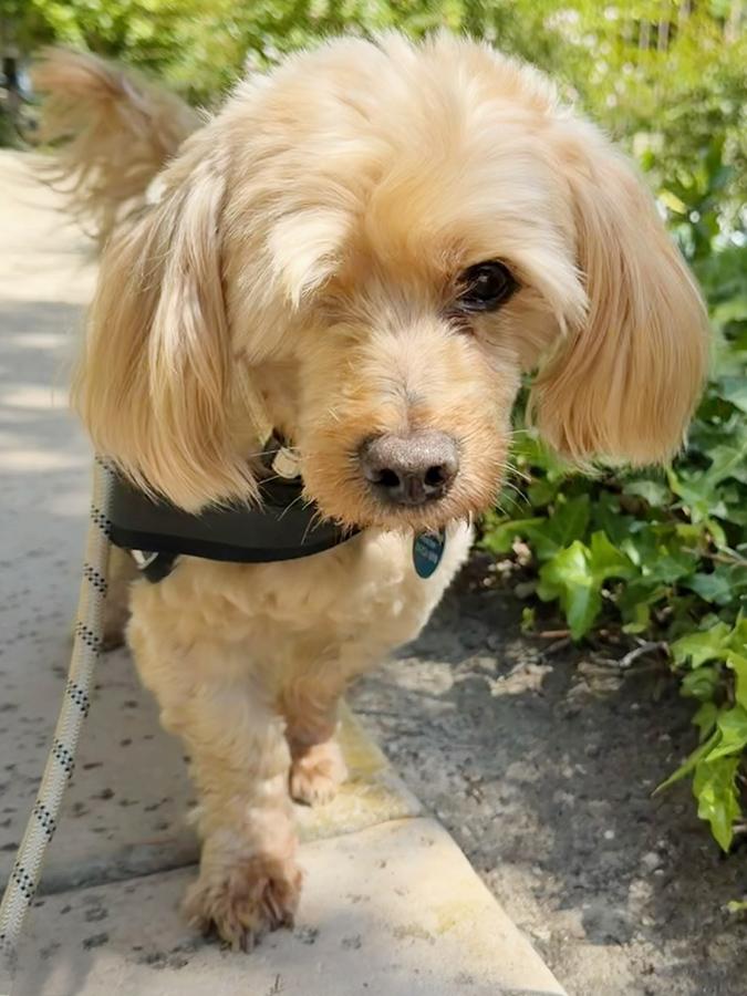 Enlarge Caesar, a ADOPTABLE mixed breed in Marina Del Rey, CA image 2/4
