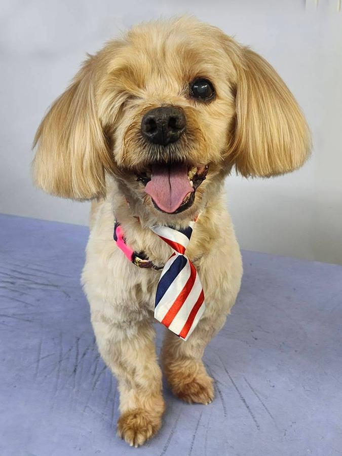 Caesar, ADOPTABLE, Senior Male Cockapoo.