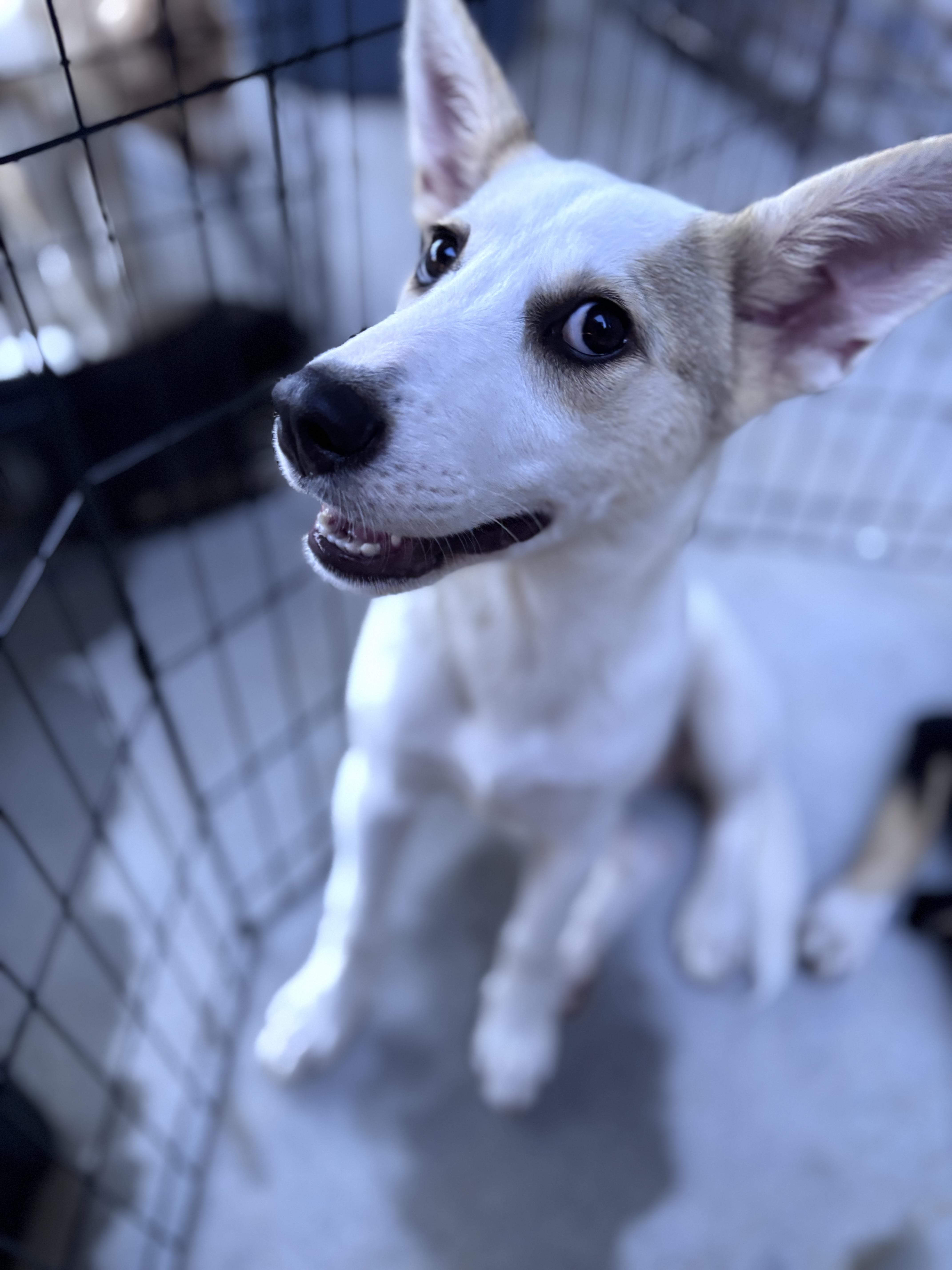 Photo of Baby Female Husky 