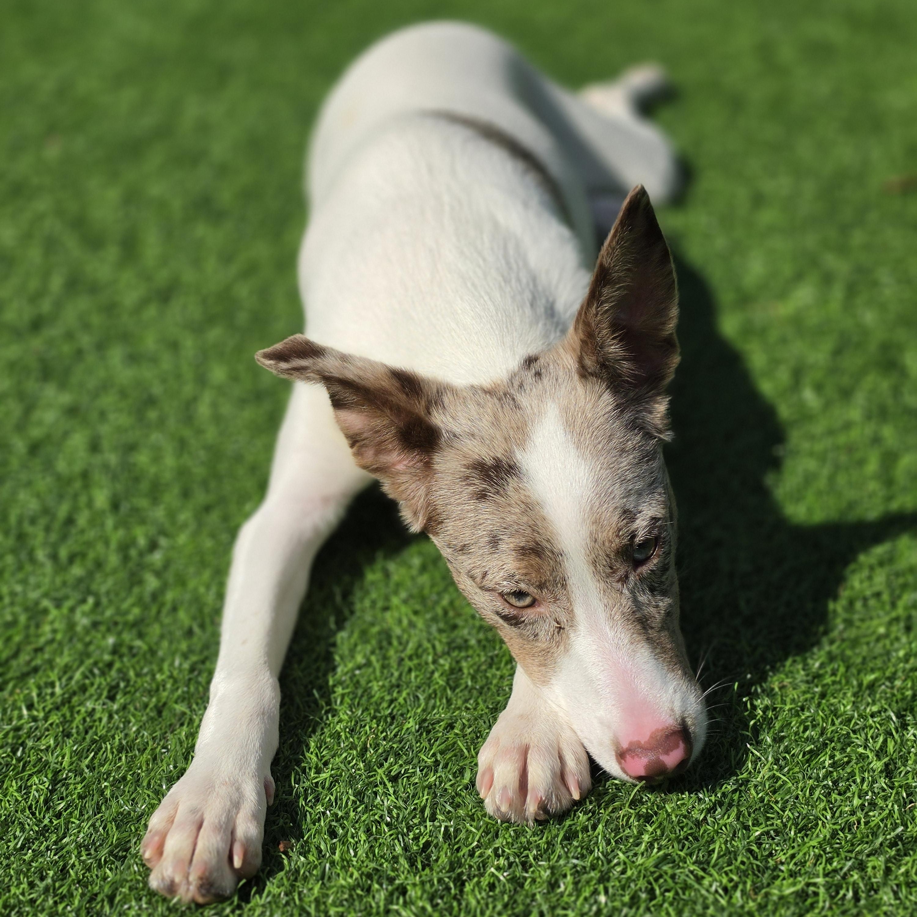 Enlarge Zina, a Adoptable mixed breed in Blairstown, NJ image 6/6