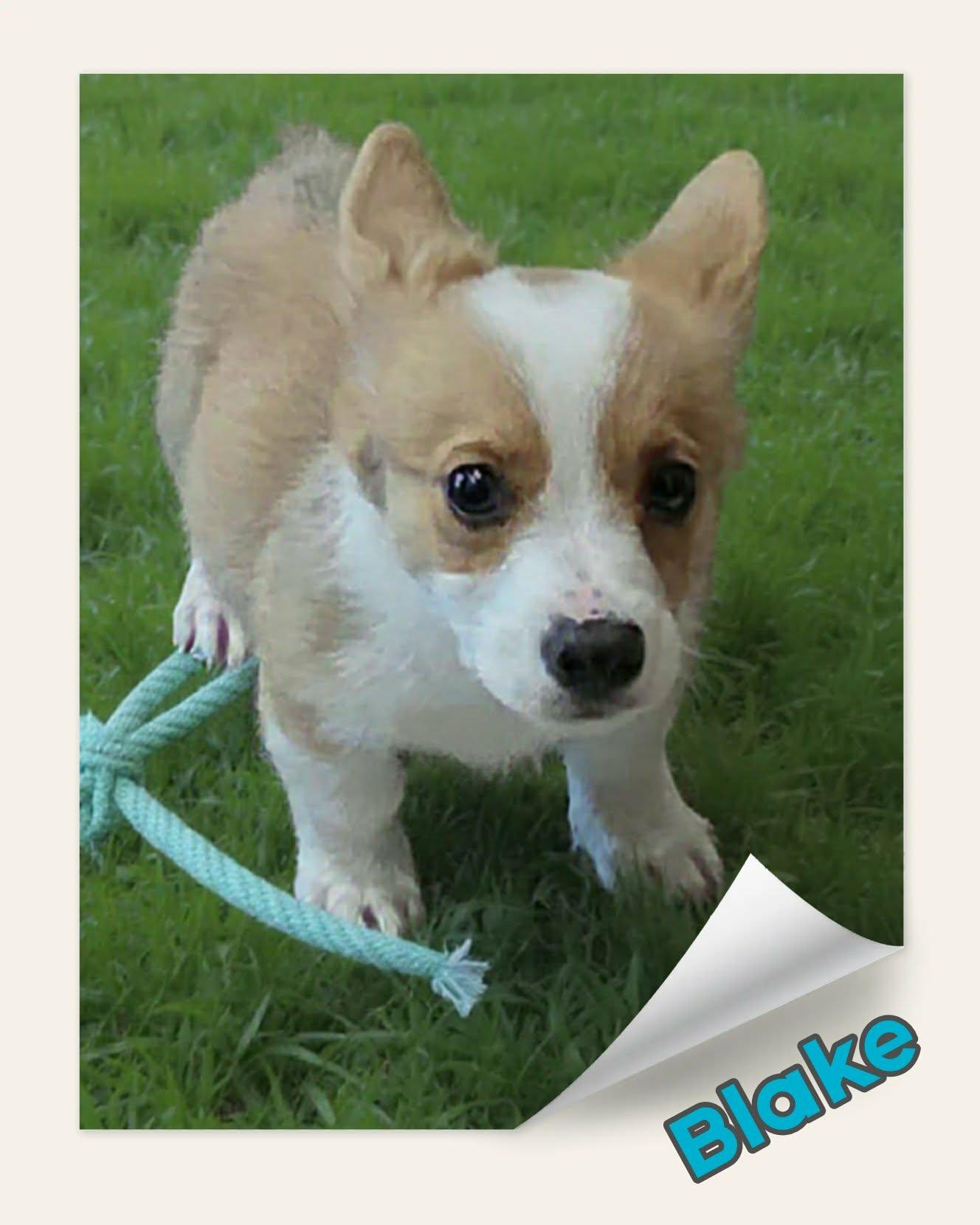 Enlarge Blake, a ADOPTABLE Cardigan Welsh Corgi in Grove, OK image 4/4