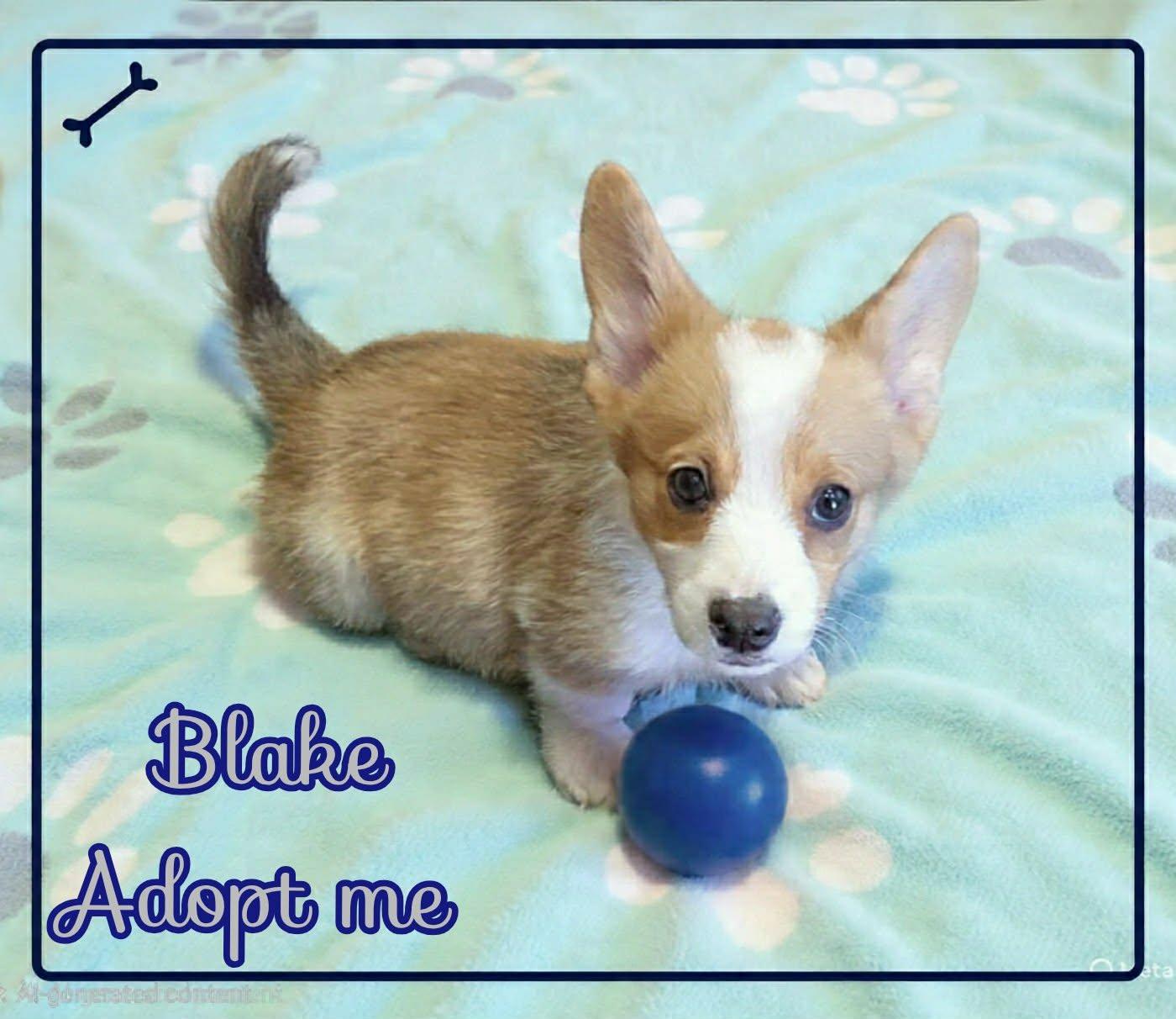 Enlarge Blake, a ADOPTABLE Cardigan Welsh Corgi in Grove, OK image 2/4