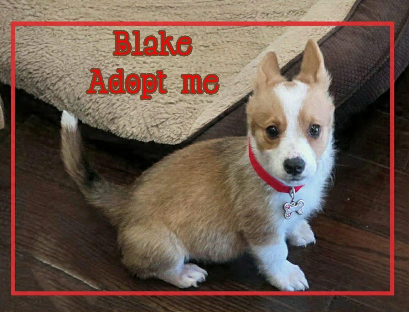 Enlarge Blake, a ADOPTABLE Cardigan Welsh Corgi in Grove, OK image 1/4